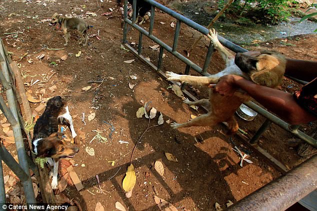 Hình ảnh rùng rợn trong những trang trại thịt chó: Nỗi đau của những chú chó phải chứng kiến cái chết của đồng loại - Ảnh 11.