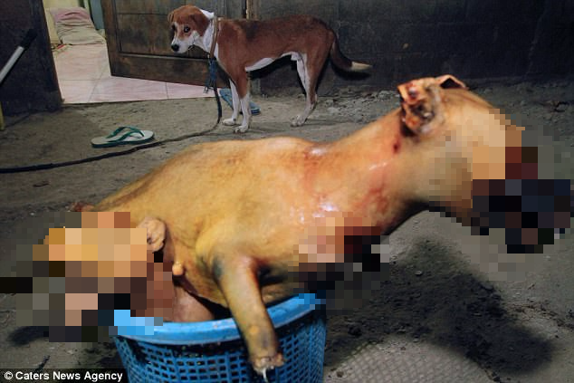 Hình ảnh rùng rợn trong những trang trại thịt chó: Nỗi đau của những chú chó phải chứng kiến cái chết của đồng loại - Ảnh 12.