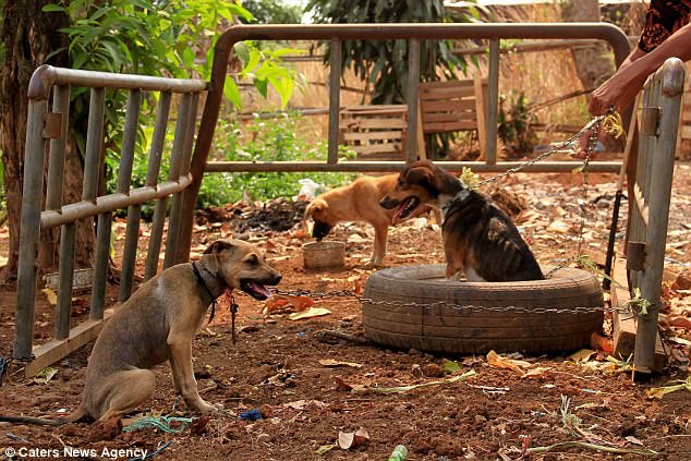 Hình ảnh rùng rợn trong những trang trại thịt chó: Nỗi đau của những chú chó phải chứng kiến cái chết của đồng loại - Ảnh 5.