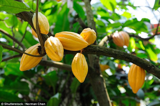 Tin buồn đầu năm: Thế giới có thể sẽ hết chocolate để ăn chỉ trong vòng 40 năm nữa? - Ảnh 2.