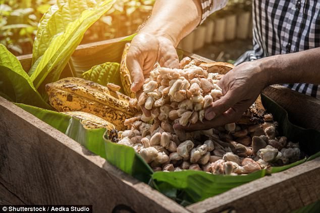 Tin buồn đầu năm: Thế giới có thể sẽ hết chocolate để ăn chỉ trong vòng 40 năm nữa? - Ảnh 3.