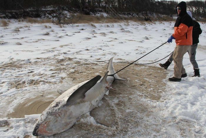 Bom bão tuyết quét qua nước Mỹ, hết cá mập chết cứng ngắc lại tới cự đà đóng băng, rụng từ trên cây xuống - Ảnh 6.