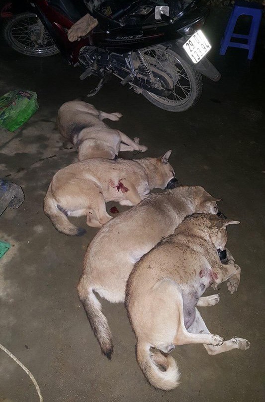 Bắt trộm gần 1 tạ chó bị người dân tóm gọn - Ảnh 1. Bắt trộm gần 1 tạ chó bị người dân tóm gọn 1