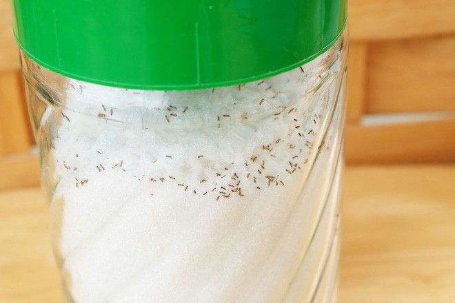 Đàn kiến sẽ không dám bén mảng đến lọ đường trong bếp nếu bạn làm việc này 1