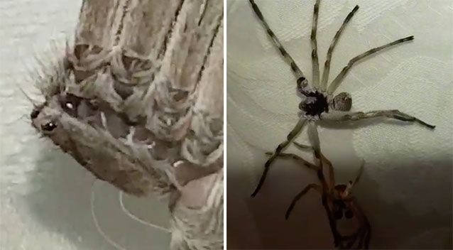 Kinh hoàng phát hiện 'quái vật' lông lá khổng lồ 8 chân đang lột xác 6
