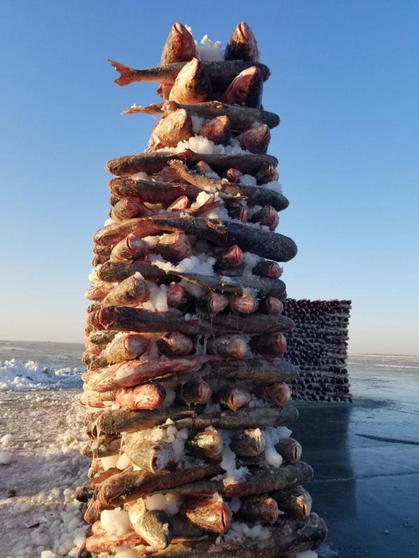 Độc đáo bức tường được xây bằng 2.000 con cá giữa hồ băng  2