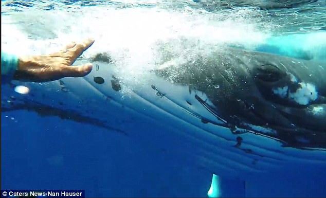 Thấy cá mập săn mồi lởn vởn, cá voi khổng lồ nặng 22 tấn lấy thân mình che chắn cho đội thợ lặn khỏi bị tấn công - Ảnh 3.