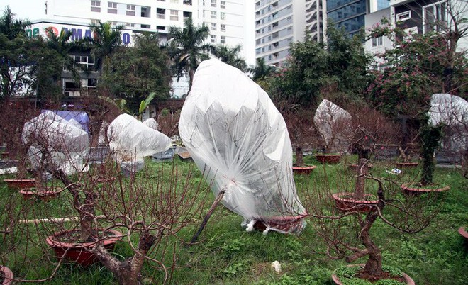 Hà Nội: Người dân lắp điều hòa, bật quạt sưởi, bọc nilon chống rét cho đào Tết - Ảnh 7.