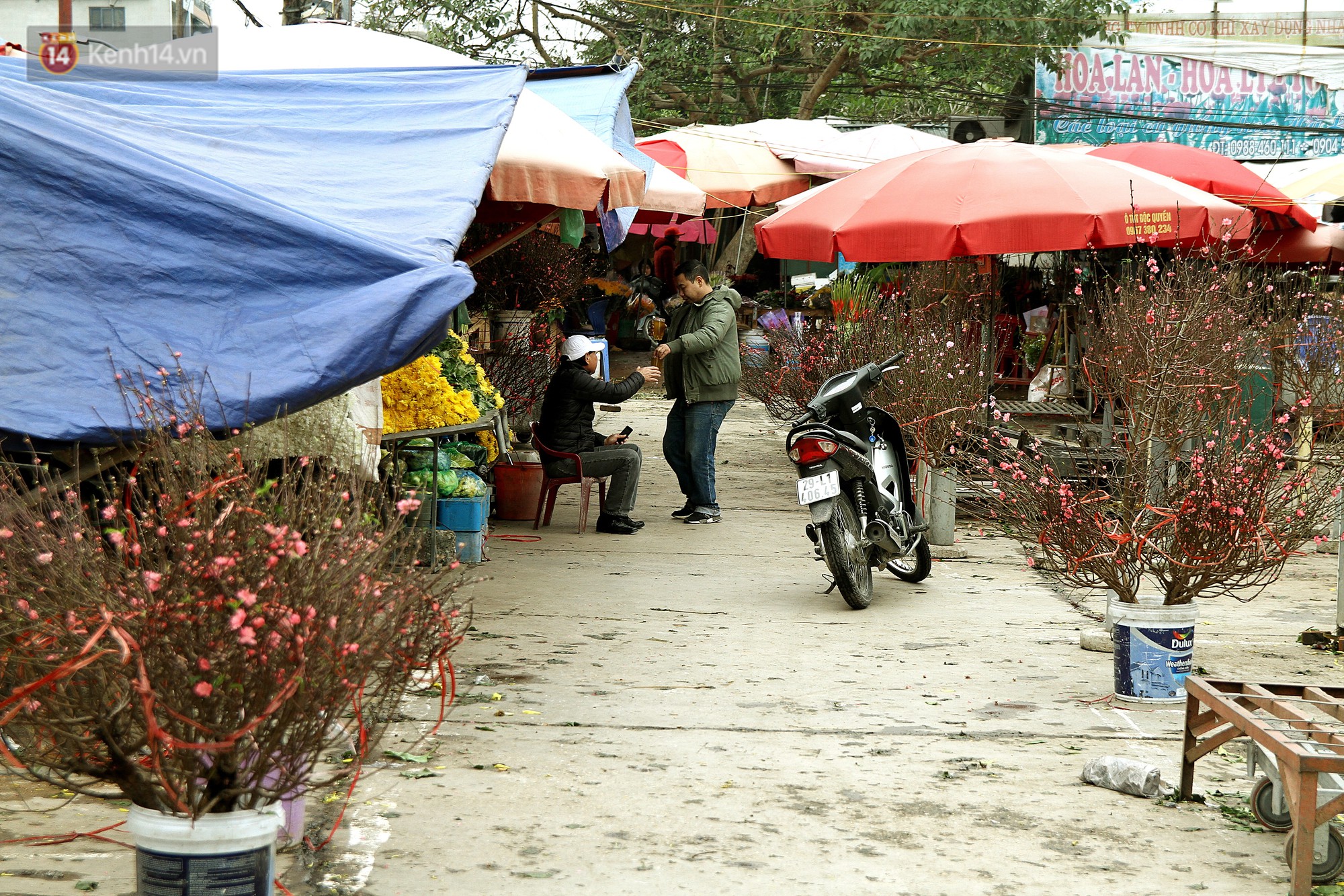 Người dân làng đào Nhật Tân: Người dân làng đào Nhật Tân: