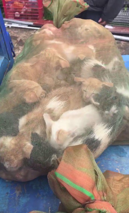 Người phụ nữ chi gần 20 triệu đồng cứu 130 chú mèo ra khỏi lò mổ ở Sài Gòn - Ảnh 2.