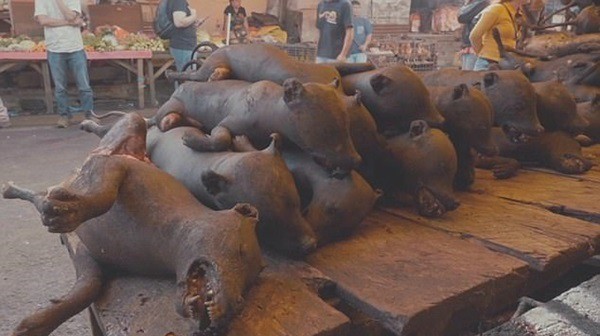 Thảm cảnh hàng nghìn chú chó bị giết thịt dã man, thui chín bằng súng phun lửa 3 Thảm cảnh hàng nghìn chú chó bị giết thịt dã man, thui chín bằng súng phun lửa 3
