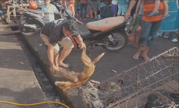 Thảm cảnh hàng nghìn chú chó bị giết thịt dã man, thui chín bằng súng phun lửa 5 Thảm cảnh hàng nghìn chú chó bị giết thịt dã man, thui chín bằng súng phun lửa 5