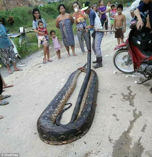 Phát hiện trăn khổng lồ 6m đang ân ái, dân địa phương bắt về làm thịt, xào lên chia cho cả làng - Ảnh 4.