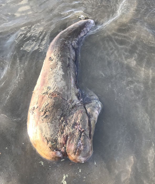 Bất ngờ tìm thấy quái vật biển không mắt, một chân trôi dạt vào bờ - Ảnh 2.