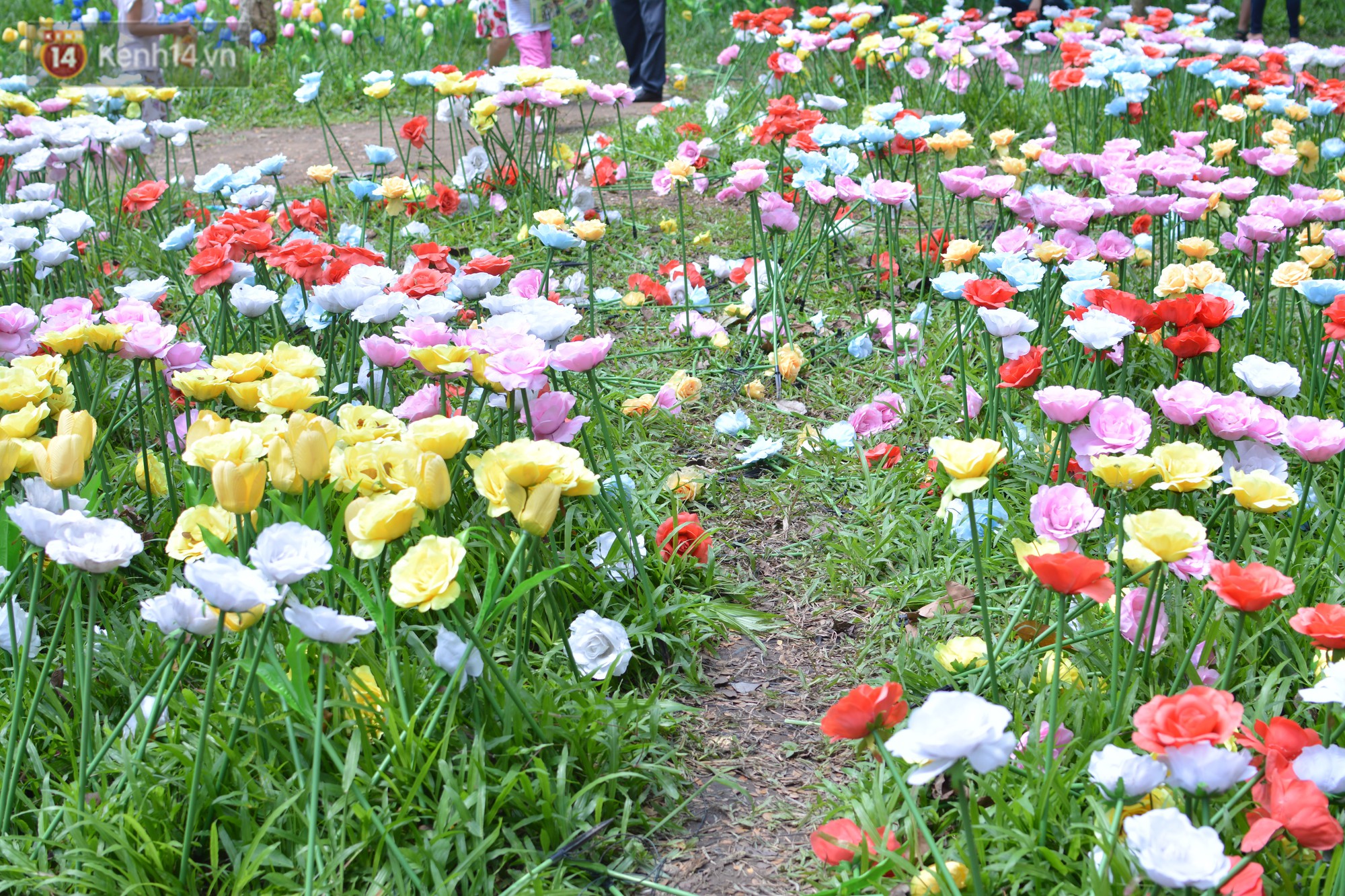 Vườn hoa tulip, hoa hồng trong Thảo Cầm Viên Sài Gòn bị du khách thản nhiên giẫm đạp - Ảnh 4.