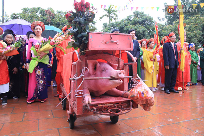Hàng nghìn người dân kéo đến xem lễ chém lợn ở Ném Thuợng, hai ông ỉ bắt đầu được đưa ra sân đình - Ảnh 4.