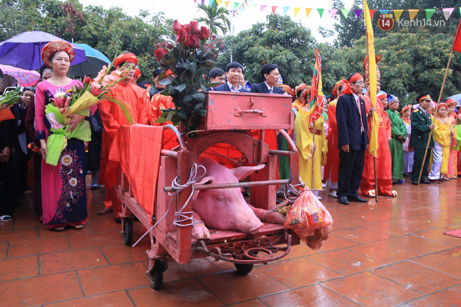 Hàng nghìn người dân kéo đến xem lễ chém lợn ở Ném Thuợng, hai ông ỉ bắt đầu được đưa ra sân đình - Ảnh 7.