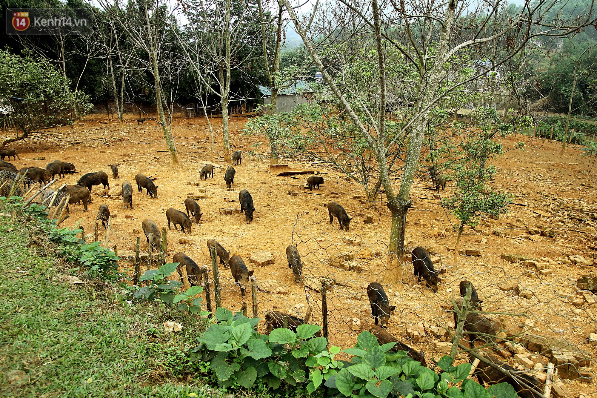 Chàng trai 23 tuổi bỏ Đại học, về nhà mở trang trại nuôi lợn rừng kiếm 250 triệu đồng/năm - Ảnh 1. Chàng trai 23 tuổi bỏ Đại học, về nhà mở trang trại nuôi lợn rừng kiếm 250 triệu đồng/năm - Ảnh 1.