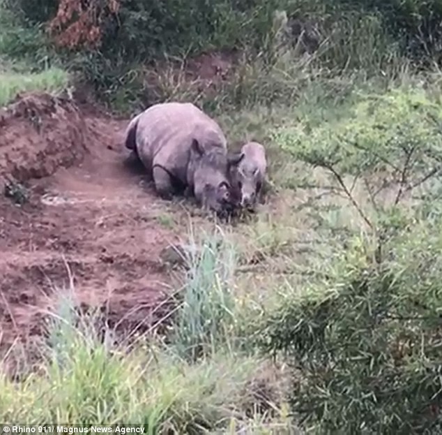 Mẹ chết vì săn trộm, chú tê giác con luẩn quẩn bên xác lay mẹ dậy, cố gắng bú trong vô vọng - Ảnh 3.