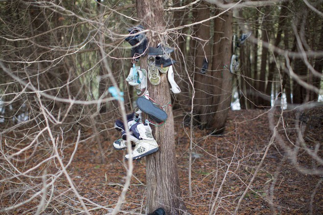 Khu rừng bí ẩn ở Canada: Hàng trăm đôi sneakers bị đóng đinh lên cây, không ai biết lý do vì sao - Ảnh 12.
