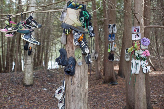 Khu rừng bí ẩn ở Canada: Hàng trăm đôi sneakers bị đóng đinh lên cây, không ai biết lý do vì sao - Ảnh 3.
