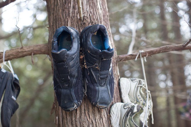 Khu rừng bí ẩn ở Canada: Hàng trăm đôi sneakers bị đóng đinh lên cây, không ai biết lý do vì sao - Ảnh 5.