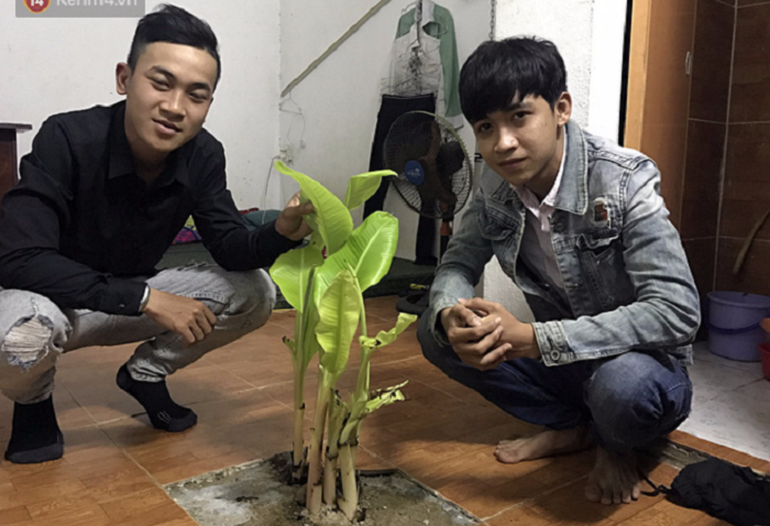 Cận cảnh cây chuối “bá đạo” mọc trong phòng trọ sinh viên ở Đà Nẵng sau kỳ nghỉ Tết - Ảnh 2.