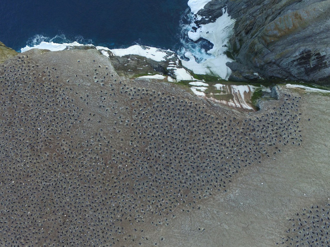 Bất ngờ phát hiện 'siêu quần thể' hơn 1,5 triệu con chim cánh cụt chưa từng biết ở Nam Cực 2
