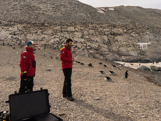 Bất ngờ phát hiện siêu quần thể hơn 1,5 triệu con chim cánh cụt chưa từng biết ở Nam Cực - Ảnh 4.
