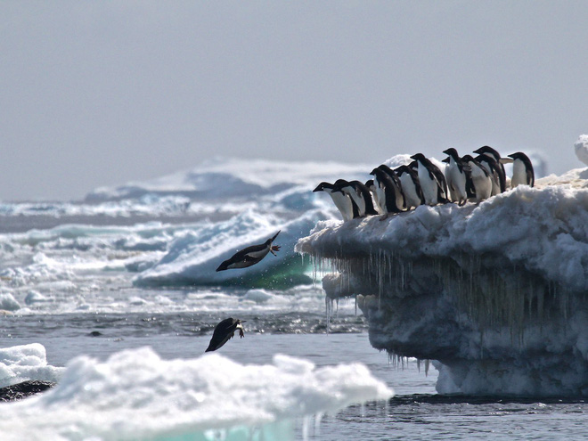 Bất ngờ phát hiện siêu quần thể hơn 1,5 triệu con chim cánh cụt chưa từng biết ở Nam Cực - Ảnh 5.