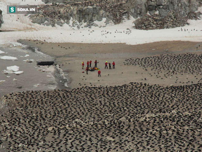 Bất ngờ phát hiện siêu quần thể hơn 1,5 triệu con chim cánh cụt chưa từng biết ở Nam Cực - Ảnh 1.