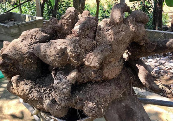 Một nông dân ở Hà Tĩnh đào được củ khoai vạc nặng 110kg gây xôn xao 1