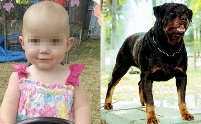 Dắt con gái 1 tuổi về nhà bà ngoại, bà mẹ đau đớn khi chứng kiến con bị chó hàng xóm tấn công tới tử vong - Ảnh 3.