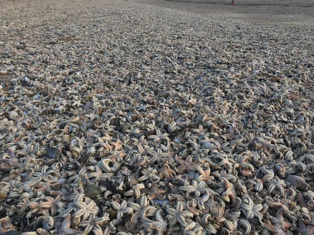 Quái vật phương Đông tràn qua châu Âu, hàng chục nghìn con sao biển chết trôi dạt vào bờ biển - Ảnh 1.