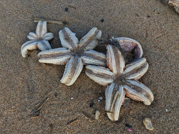 Quái vật phương Đông tràn qua châu Âu, hàng chục nghìn con sao biển chết trôi dạt vào bờ biển - Ảnh 2.