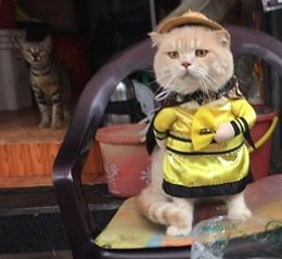 Hết bán cá lại trông phản thịt, chú mèo nổi tiếng khắp chợ Hải Phòng lên trang nhất tạp chí nước ngoài - Ảnh 11.