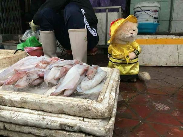 Hết bán cá lại trông phản thịt, chú mèo nổi tiếng khắp chợ Hải Phòng lên trang nhất tạp chí nước ngoài 5