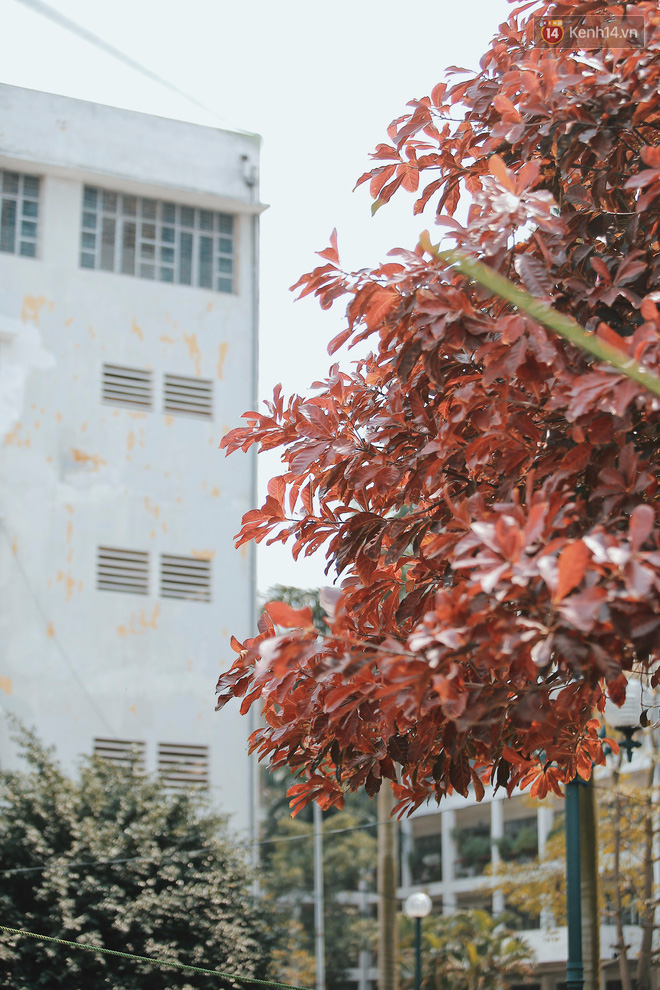 Bách Khoa, Sư Phạm mùa cây thay lá, đẹp dịu dàng như thu ở trời Âu - Ảnh 4. Bách Khoa, Sư Phạm mùa cây thay lá, đẹp dịu dàng như thu ở trời Âu 4