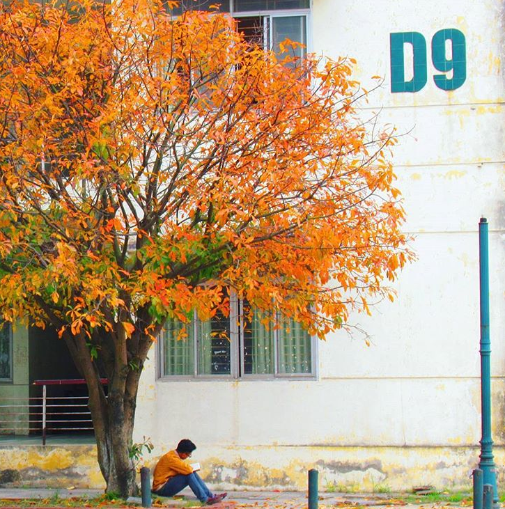 Bách Khoa, Sư Phạm mùa cây thay lá, đẹp dịu dàng như thu ở trời Âu - Ảnh 12. Bách Khoa, Sư Phạm mùa cây thay lá, đẹp dịu dàng như thu ở trời Âu 15