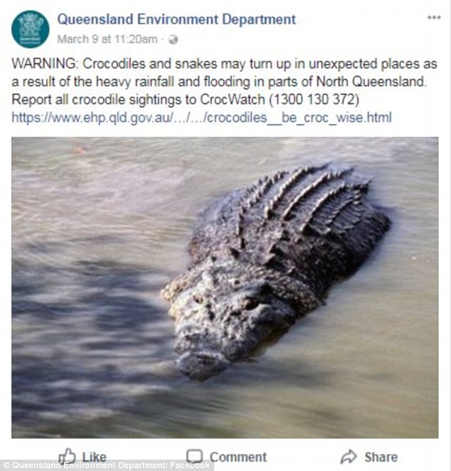 Úc: Mùa mưa mới tới, cơn ác mộng trăn rắn bò vào tận nhà, cá sấu khổng lồ bơi trước cửa khiến người dân lo lắng - Ảnh 1.