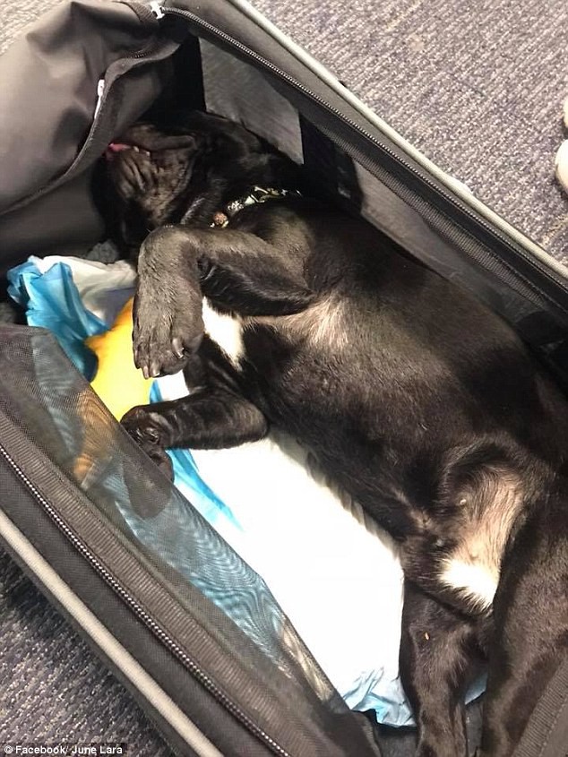 Chú chó bulldog chết thảm trên chuyến bay của United Airlines sau khi tiếp viên hàng không yêu cầu nhét vào khoang hành lý - Ảnh 1.