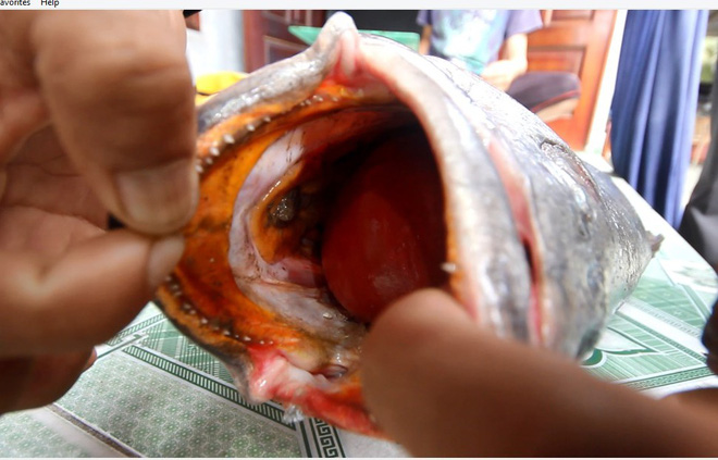 Ngư dân Quảng Nam câu được cá nặng 10kg nghi là sủ vàng quý hiếm - Ảnh 1.