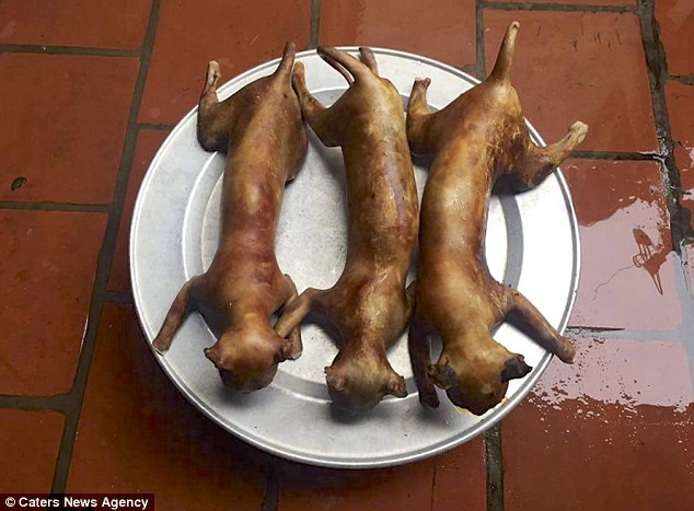 Chợ tiêu thụ thịt mèo ở Việt Nam lên báo nước ngoài với những hình ảnh đáng thương gây ám ảnh 4