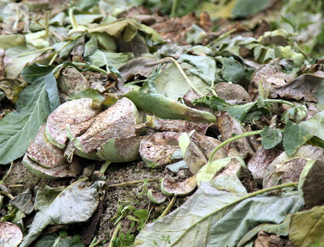 Hết củ cải Mê Linh, nông dân Hải Dương rớt nước mắt vứt hàng tấn su hào ven đường 11