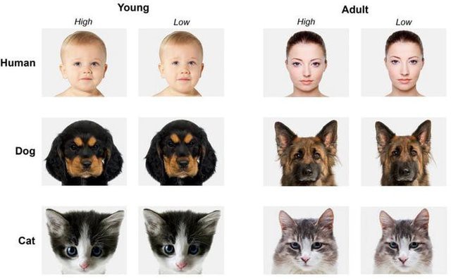 Lý giải khoa học đằng sau chú chó có khuôn mặt người đang gây bão mạng xã hội - Ảnh 4.