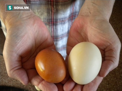 Trứng gà hay trứng vịt tốt hơn: Vì hiểu sai nên nhiều người đã bỏ phí cơ hội bồi dưỡng 1