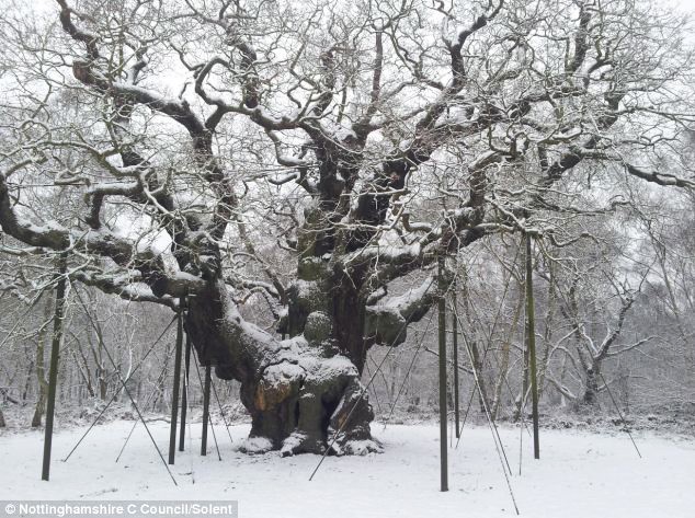 Huyền thoại Robin Hood từng trốn trong cây sồi này, nhưng đó chỉ là một trong những bí mật về “báu vật cổ thụ” nước Anh - Ảnh 4.
