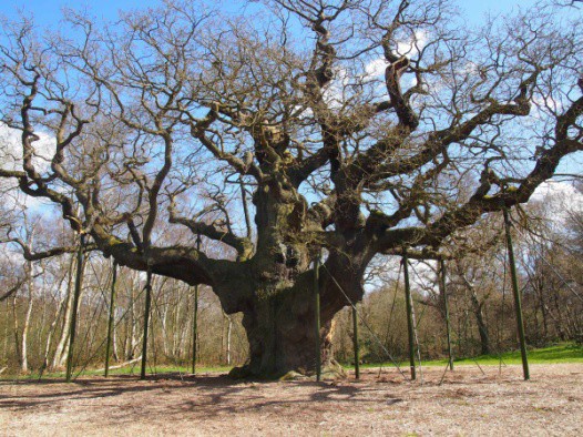 Huyền thoại Robin Hood từng trốn trong cây sồi này, nhưng đó chỉ là một trong những bí mật về “báu vật cổ thụ” nước Anh - Ảnh 5.