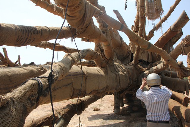 Hé lộ nguồn gốc 1 trong 3 cây khổng lồ bị bắt ở Thừa Thiên - Huế - Ảnh 2.