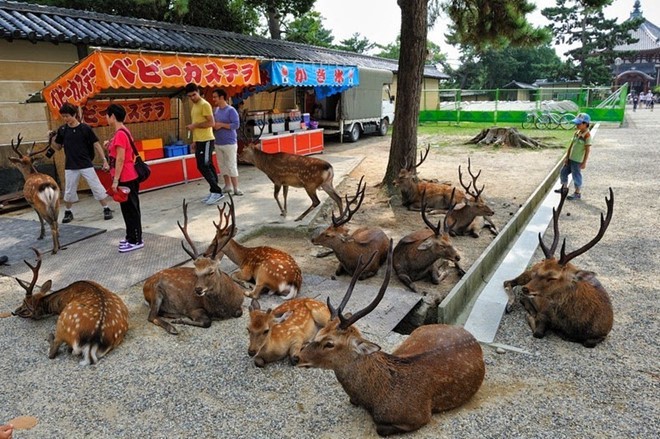 Hơn 200 vụ hươu cắn khách du lịch ở công viên Nara, Nhật Bản, chính quyền phải gấp rút ra bản hướng dẫn cho hươu ăn an toàn - Ảnh 1.